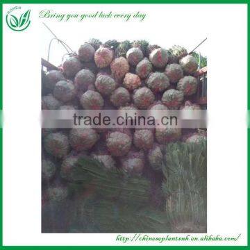 Cycas Outdoor Ornamental Plant photo-5