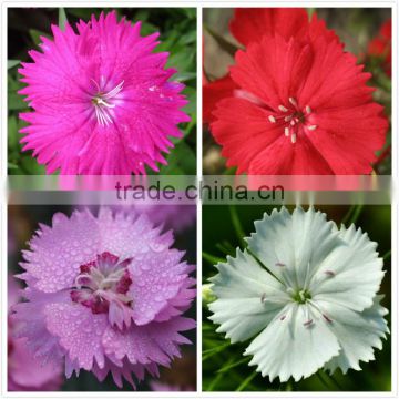 Hybrid F1 heat tolerance dianthus flower seeds