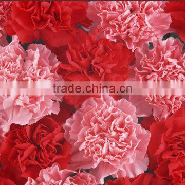 Big Discount Fresh Carnation Fresh Flowers Ornamental Flowers