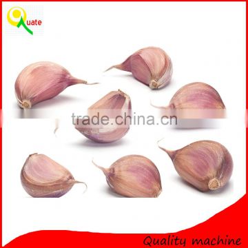 cheap price of Garlic Peeling Machine