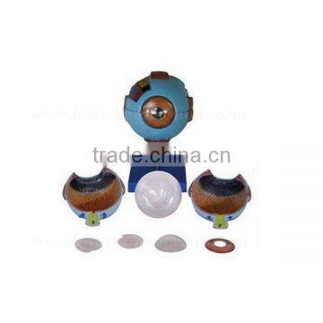Vivid 6 Times Anatomical Organs Human Eye Model photo-2