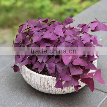 Cheap Flower Stands Small Round Flower Pots Planters for Sale photo-2