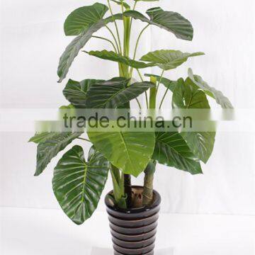 CHY030932 High quality bonsai alocasia macrorrhizaiata plant plastic plant sale