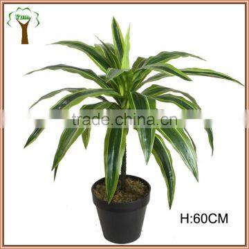 new plasticated dracaena plant bush in 60cm tall