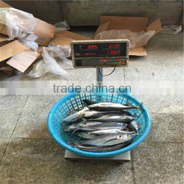 Frozen horse mackerel fish whole horse mackerel hardtail scad