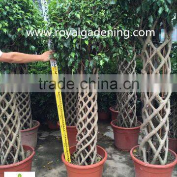 Ficus Cage Ficus Benjamina High 110-200cm photo-3