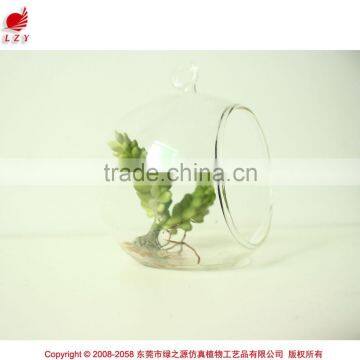 New Art Succulents Mini Succulent Glass Pot Succulent photo-2