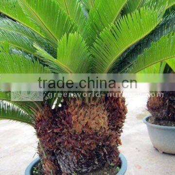 small size cycas revoluta multi-heads potted