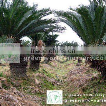 cycad sago palm trees