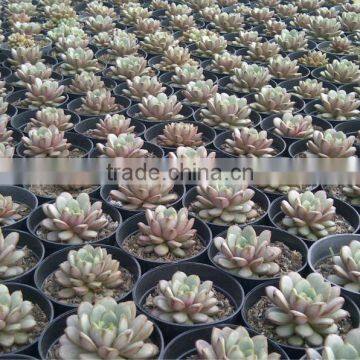 Graptoveria Amethorum