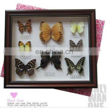 Dried Real Frame Real Butterfly photo-5
