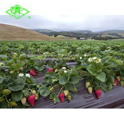 Plastic mulch film for strawberry planting