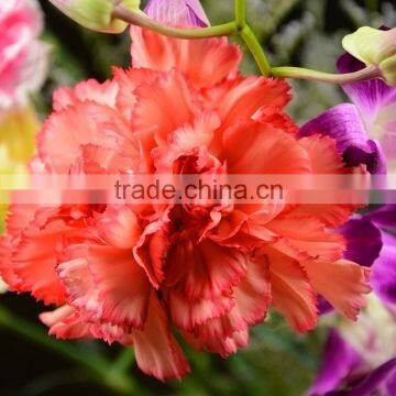 Fashionable Flame Orange mix color carnation varieties flower