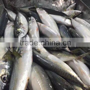 best whole round frozen pacific mackerel