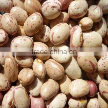 light speckled kidney beans