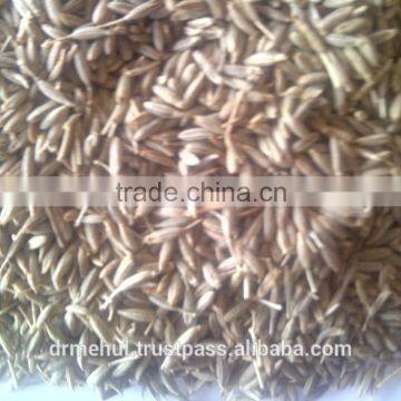 Cumin Seed Indian Origin photo-3
