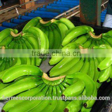 Fresh Green Bananas for Sale