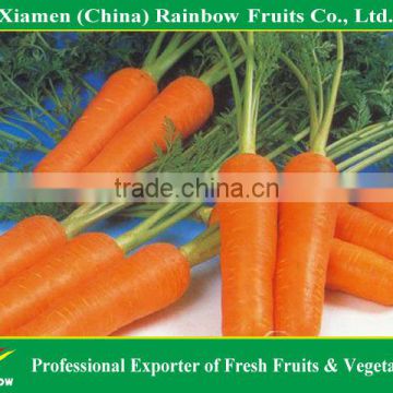 fresh carrots supplier