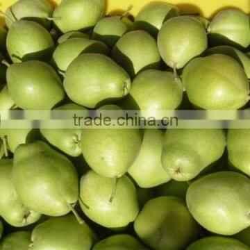 Fresh early su pear with best price by whole sale