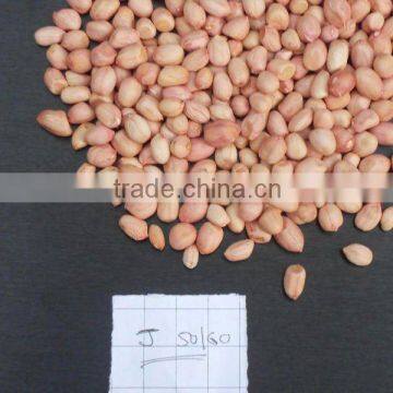 PRICE OF JAVA PEANUT FOR RUSSIA