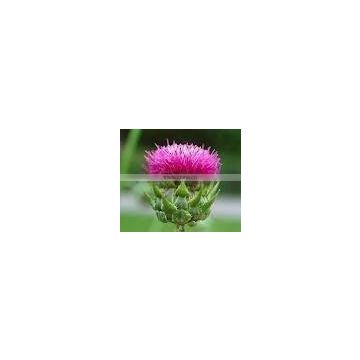 Natural Silybum Marianum Extract Powder