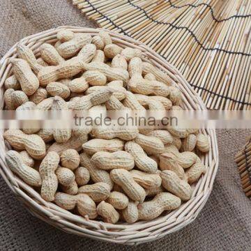 Peanut in Shell (Large Size)