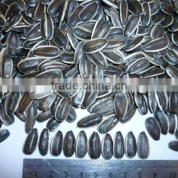 sunflower seeds 5009, 5135, 20/64, 22/64, 24/64