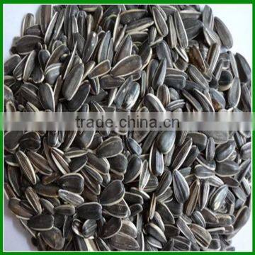 Sale Bulk Best Quality and Cheap Sunflower Seeds For Pet Food