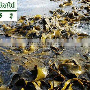 High quality japanese seaweed