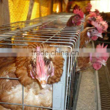 Cages For Laying Hens ( Direct Factory, Low Price, Fast Delivery )