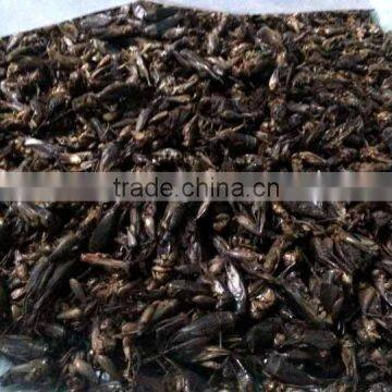 Freeze Dried Crickets, Bird & Reptiles Pet Food photo-3