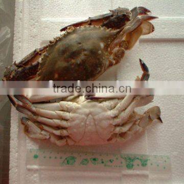 Frozen Swimming Crab