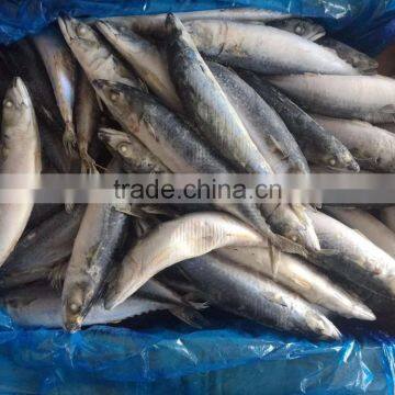 best price frozen mackerel fish