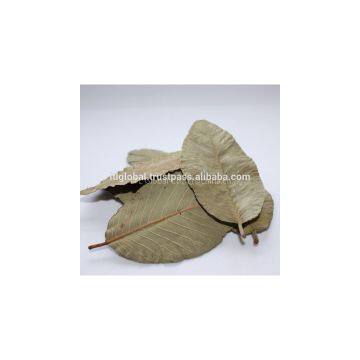 DRIED GUAVA LEAVES