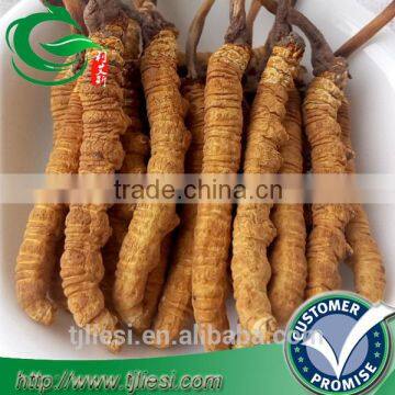 supply cordyceps sinensis mycelium not extract