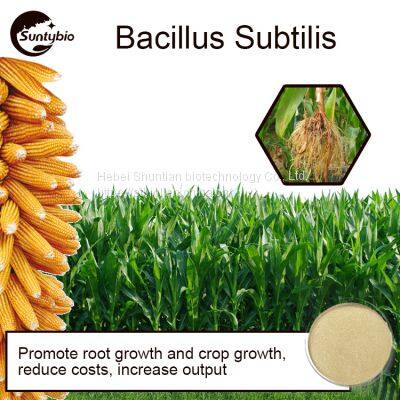 Bacillus Subtilis photo-4