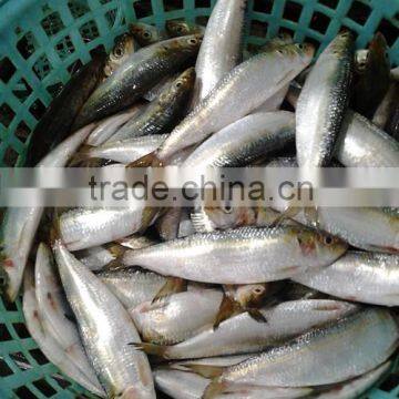 New arrival frozen sardine fish for bait 95 pcs / ctn