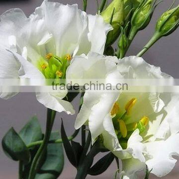 Fresh cut hot sale white preserved eustoma