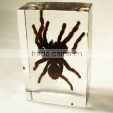 crystal acrylic paper weight with spider inside