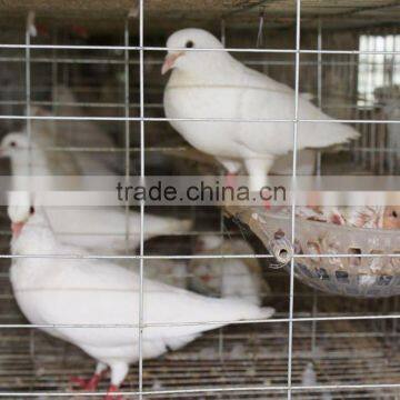 Metal racing pigeon cages for sale