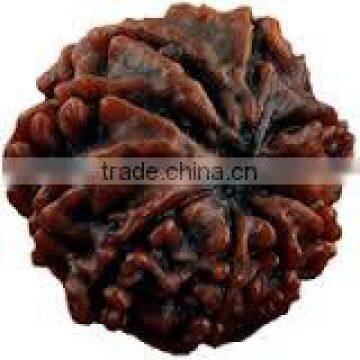 8 Face Rudraksha