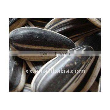 import bulk Black Striped david sunflower Seeds