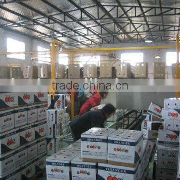 Chinese Fresh Citrus
