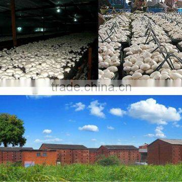 Chinese Fresh Canned Mushroom Whole in Tins 2500g,2840g