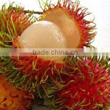 RAMBUTAN 10