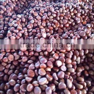 Professional wholesale chestnut with high quality