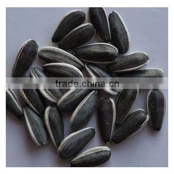 2015 new season fresh sunflower seed