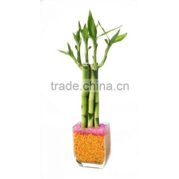 Aquatic Indoor Ornamental Natural Spiral /braided /straight /twist /Tiered Lucky Bamboo