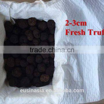 2-3cm fresh truffle fresh TUBER INDICUM