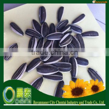 BULK Black Sunflower Seed 5009 24/64